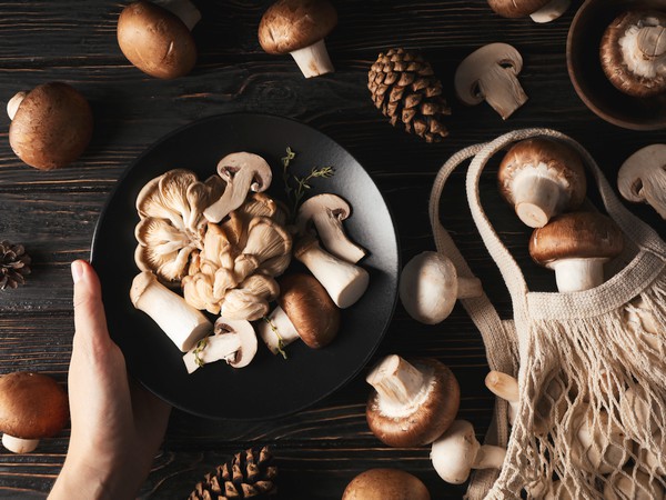 As Invest - Producteur Algérien de Champignons de Qualité "Lela Roba"