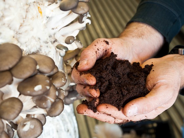 As Invest - Producteur Algérien de Champignons de Qualité "Lela Roba"