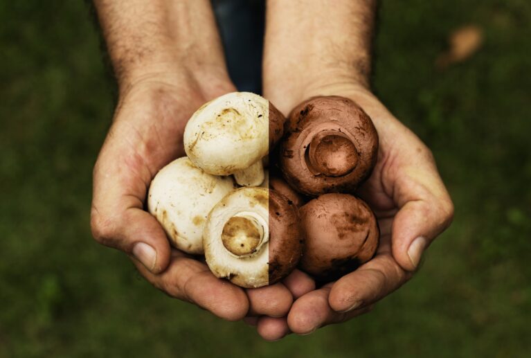 Cultivés avec passion dans la région fertile de Tipaza, nos champignons de Paris sont cueillis quotidiennement pour garantir une texture ferme et un goût délicat. Disponibles en variétés blanches classiques et brunes (cremini) au goût plus prononcé de noisette.