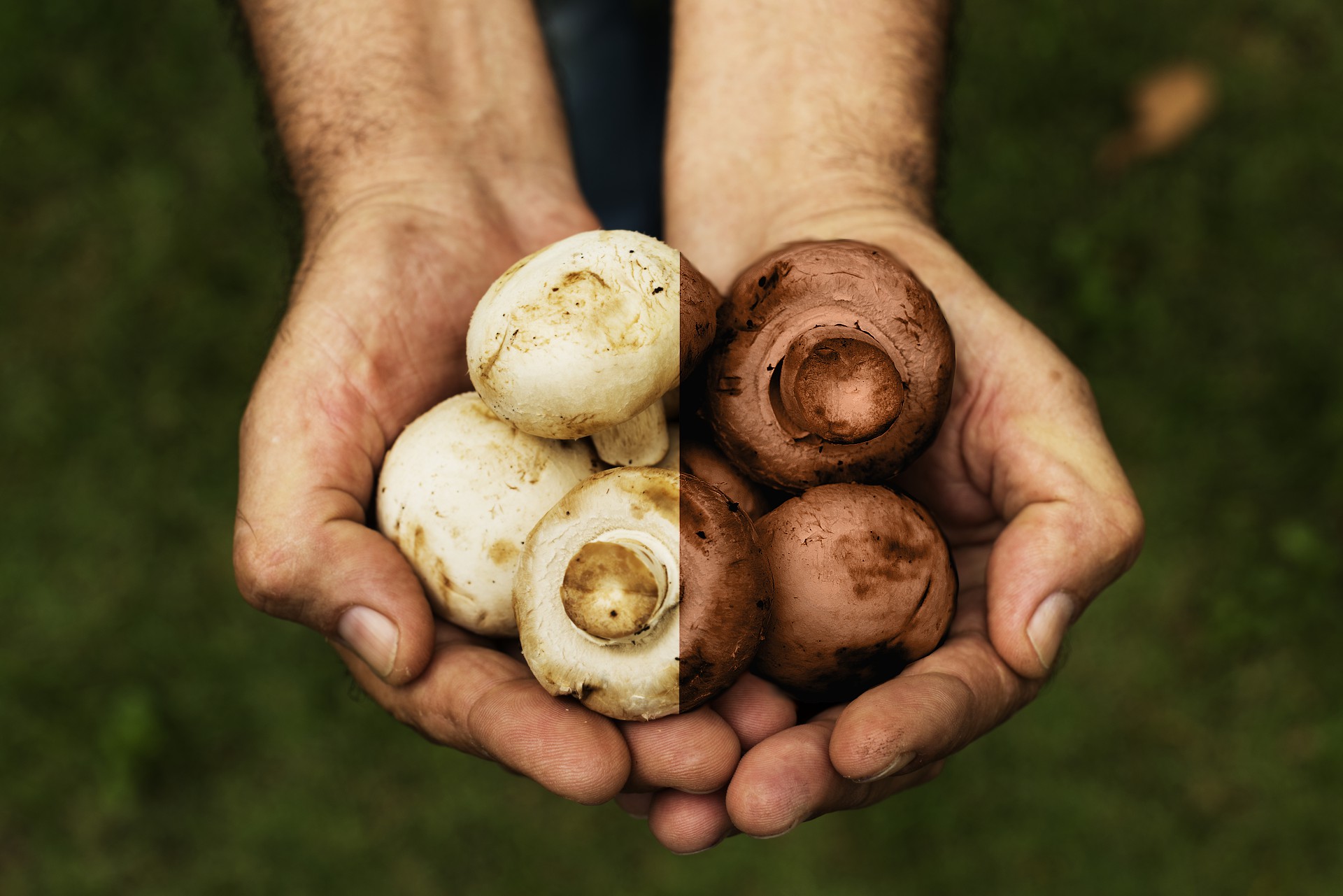 Cultivés avec passion dans la région fertile de Tipaza, nos champignons de Paris sont cueillis quotidiennement pour garantir une texture ferme et un goût délicat. Disponibles en variétés blanches classiques et brunes (cremini) au goût plus prononcé de noisette.