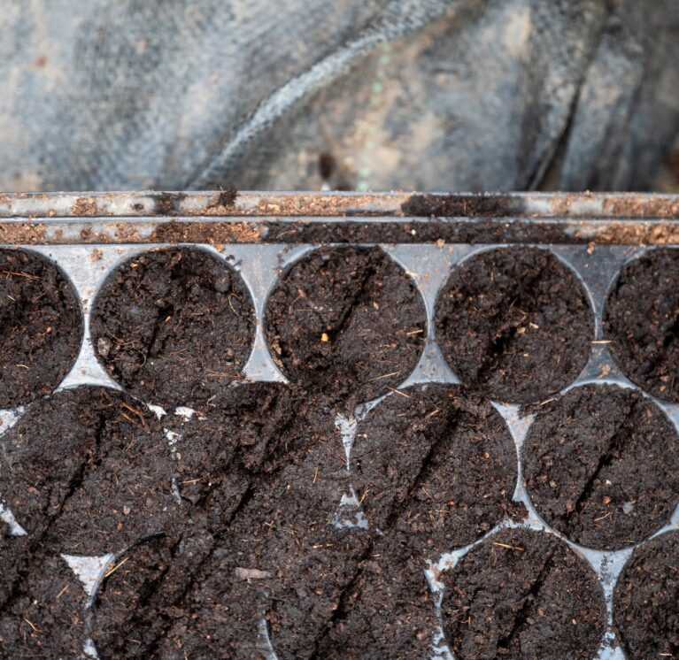 As Invest - Producteur Algérien de Champignons de Qualité "Lela Roba"